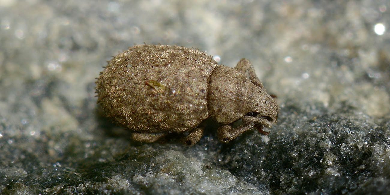 Curculionidae: Romualdius fremuthi?  No, Romualdius angustisetulus